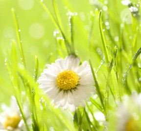 chelsea_flower_show